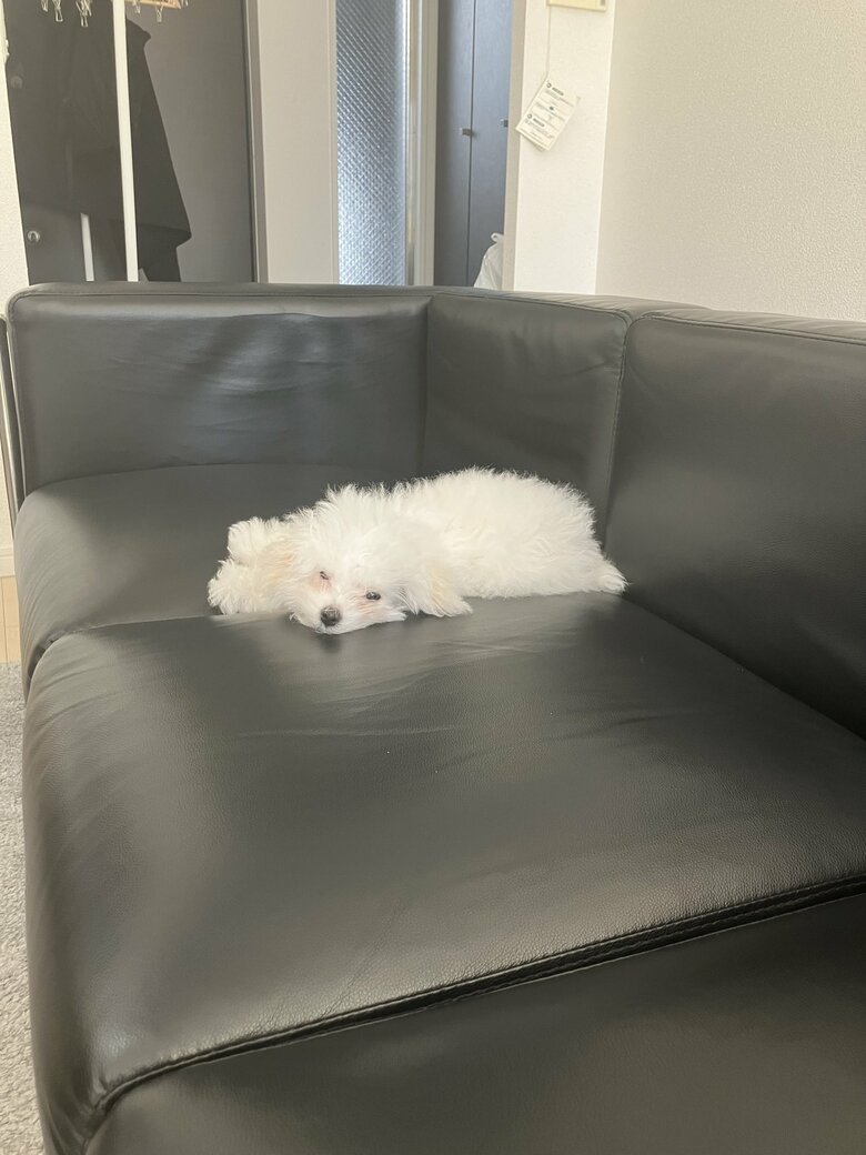 提供：白く、柔らかな犬さん