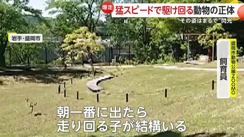 目にも止まらぬ速さで駆け抜けるカンガルー