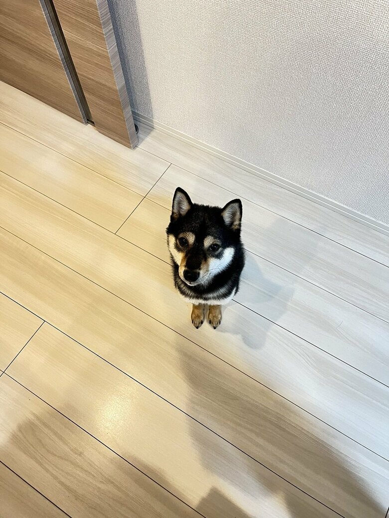 夕飯の支度をするとキッチン前でお座りするようになったという