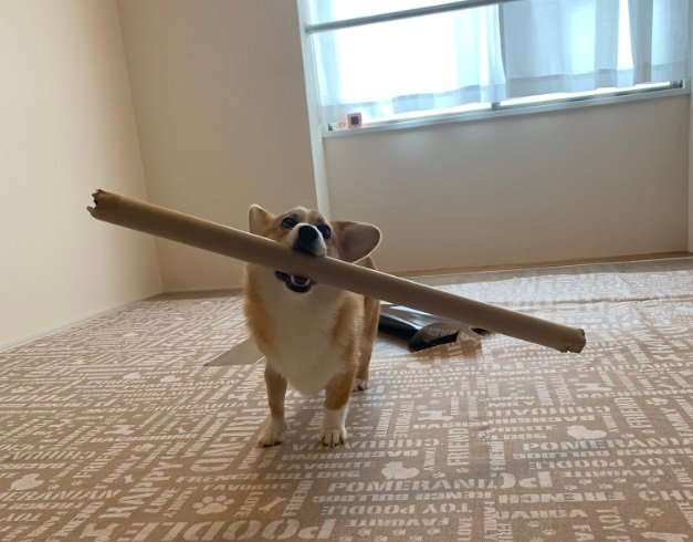 長～い棒を持ってご満悦な銀太くん