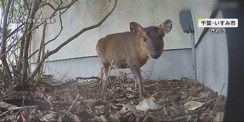 住民の庭に住み着いたキョン（千葉・いすみ市）