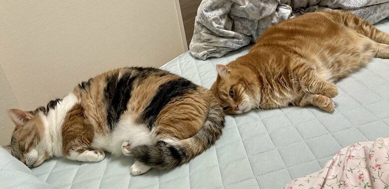 一緒に寝ている