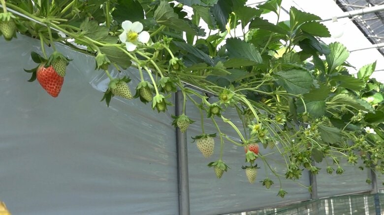 まだ色づいていないイチゴの実が