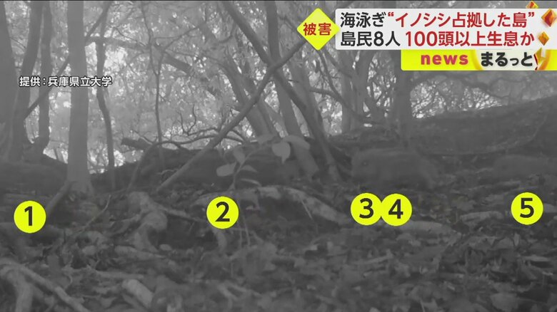 歩き出したイノシシの後ろには、全部で8頭のウリ坊が