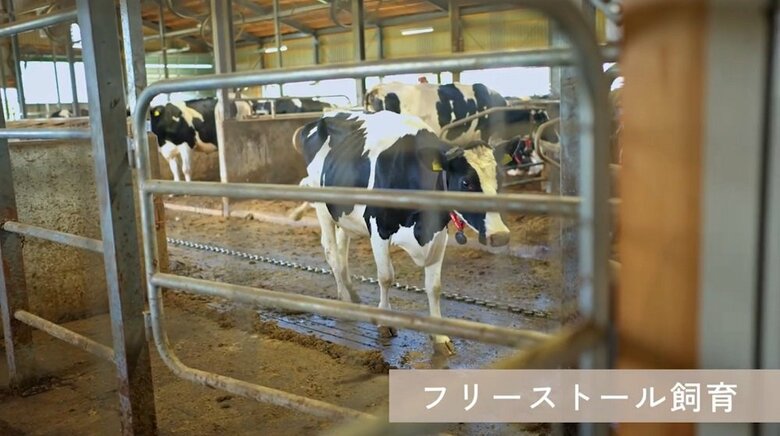 牛舎内でも牛を繋がずに飼育（提供：株式会社カネカ）