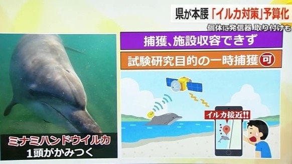 イルカを一時捕獲し発信器を取り付ける