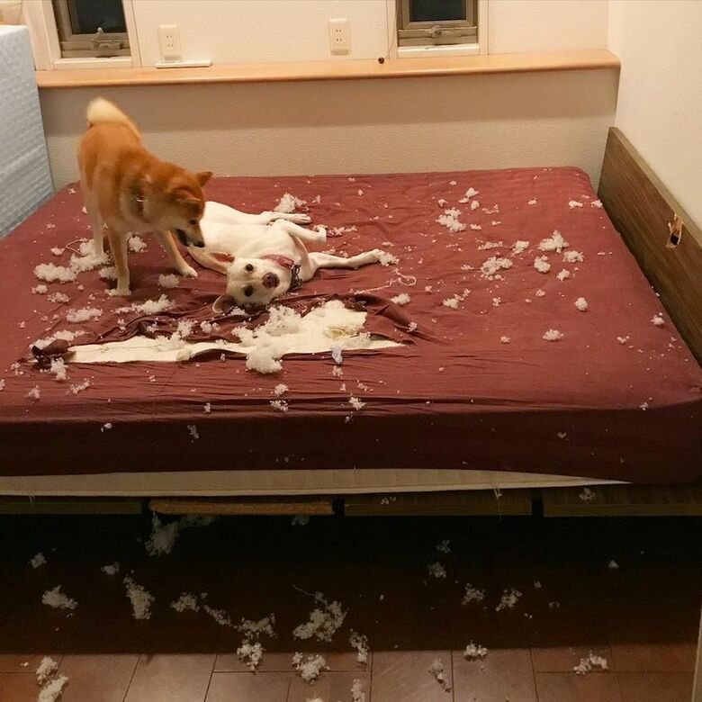 提供：柴犬ハル&雑種すずさん