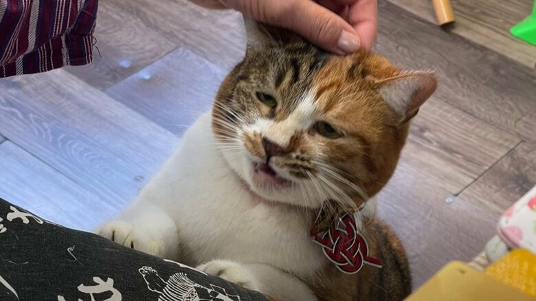 頭を撫でられ、何とも言えない表情になる