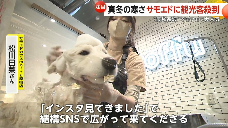 身体を洗ってもらっているサモエド