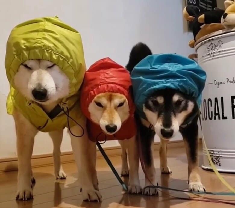 前のカッパでも同じ表情を見せている