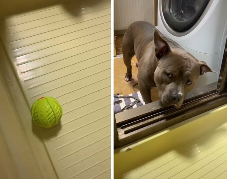 チラチラと飼い主さんの方を見るおもちくん