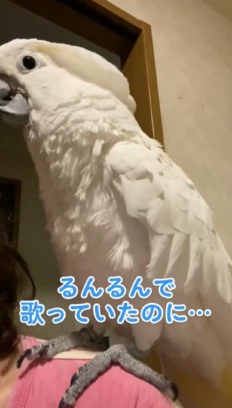 飼い主さんの肩の上でるんるんのさんたくん