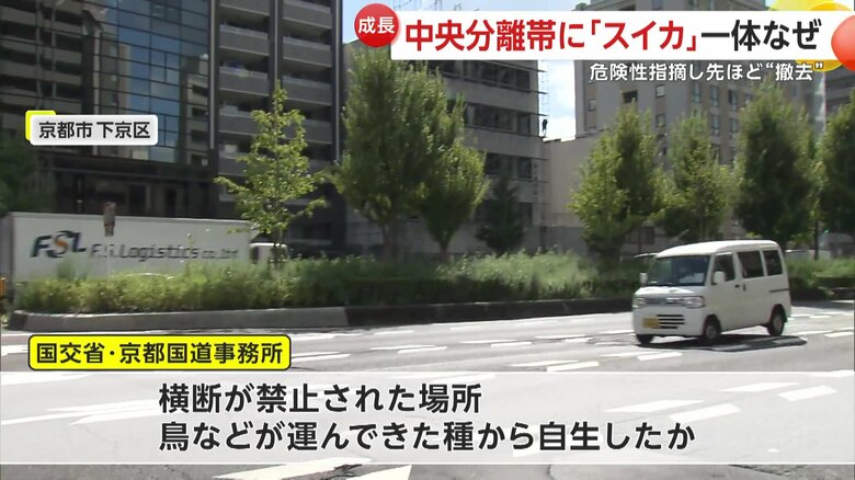 国交省の京都国道事務所によると、この道路は横断が禁止されているという