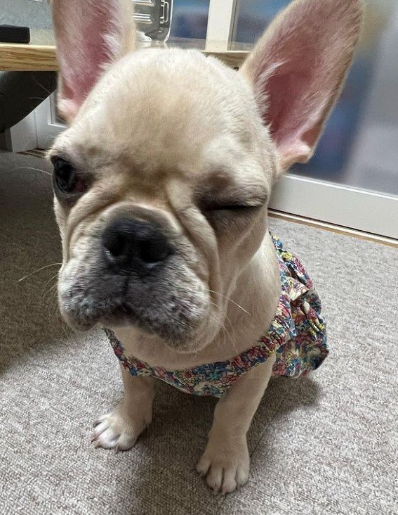 提供：みるくちゃん