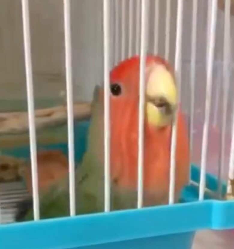 飼い主にものすごくアピールするコザクラインコ