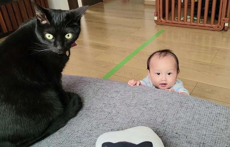 提供：仔猫を拾ったので