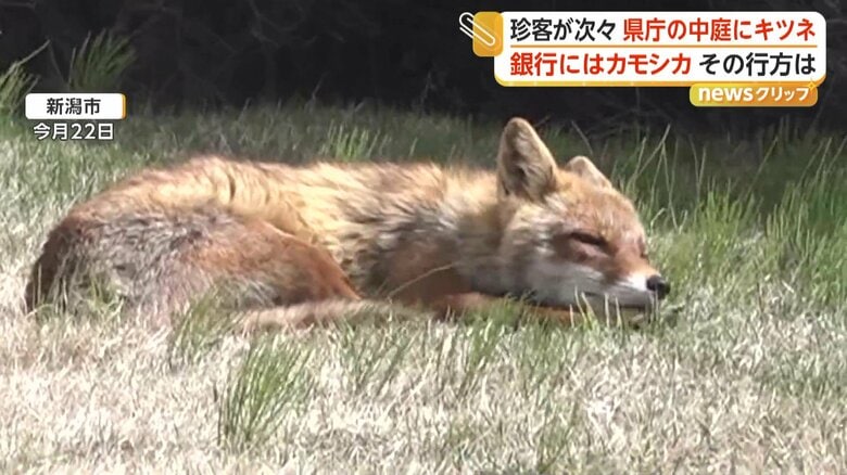 スヤスヤと気持ちよさそうに眠るキツネ（22日、新潟市）