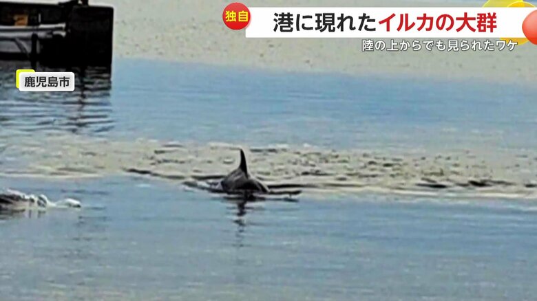 イルカは岸から20メートルぐらい手前まで近づいてきていたという