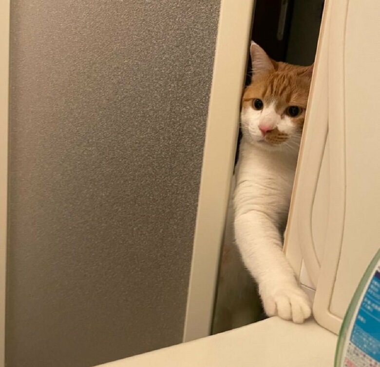 隙間から手を伸ばしてくる