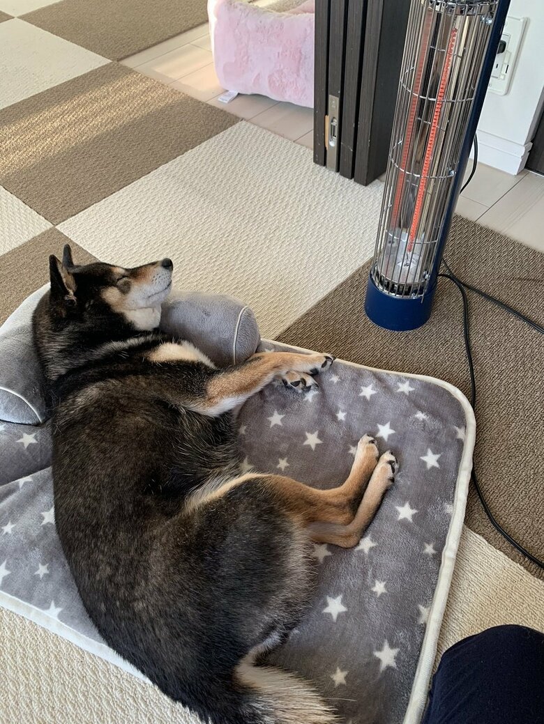 寒い時期になるといつもここにいるのだそう