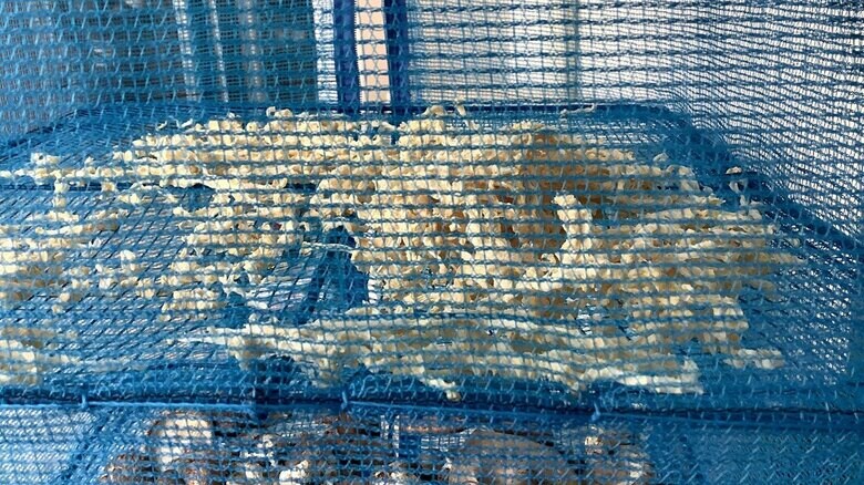 投稿者コメント「切り干し大根になり、寒さも手伝っていい感じに干からびてきました」