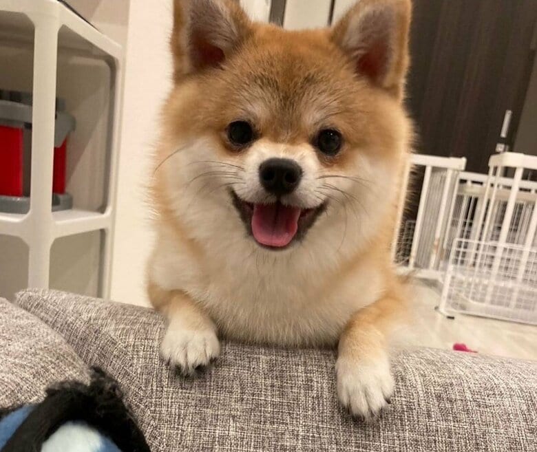 甘えん坊でポジディブでピュアな、もこまるくん