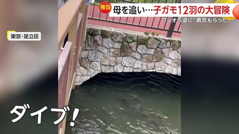 次々ジャンプしていく子ガモたち（FNN投稿サイト「ビデオPost」）