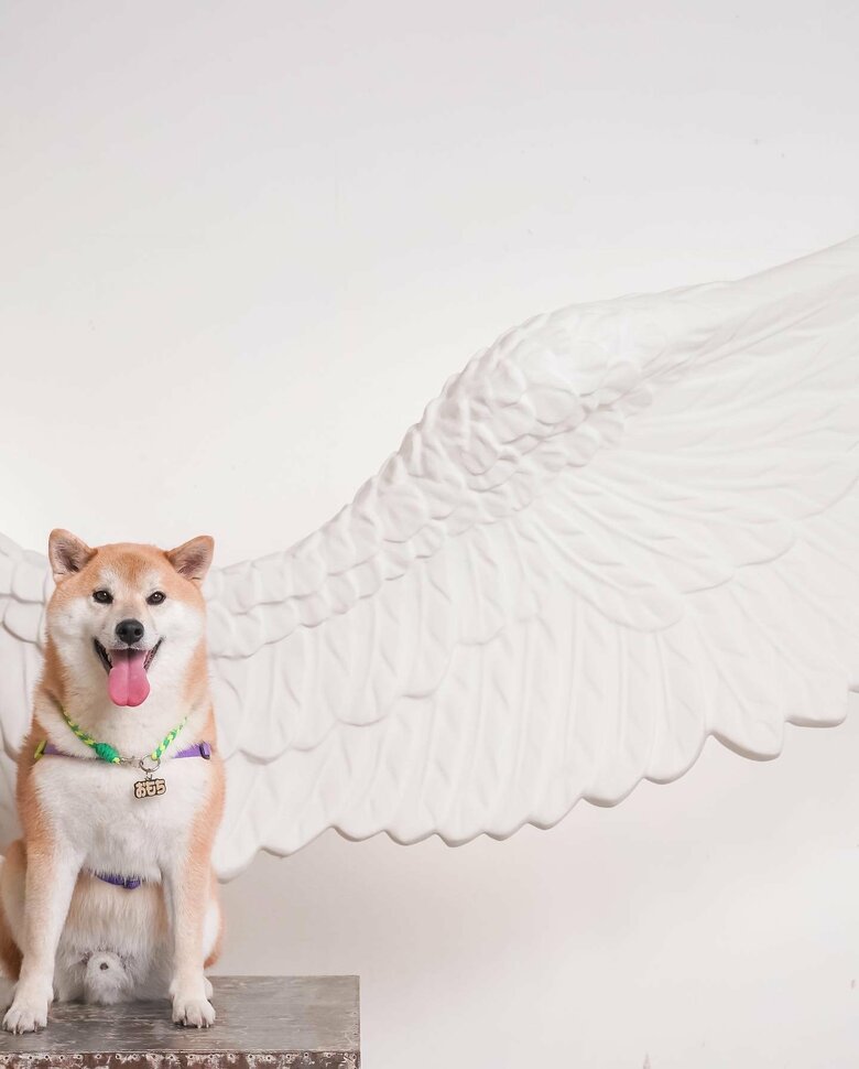 提供：柴リアンハスキーもちごめ兄弟さん