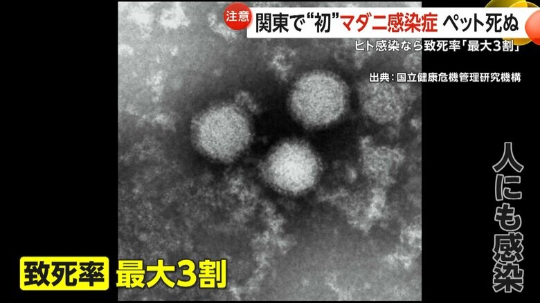 人にも感染する重症熱性血小板減少症候群（SFTS）のウイルス
