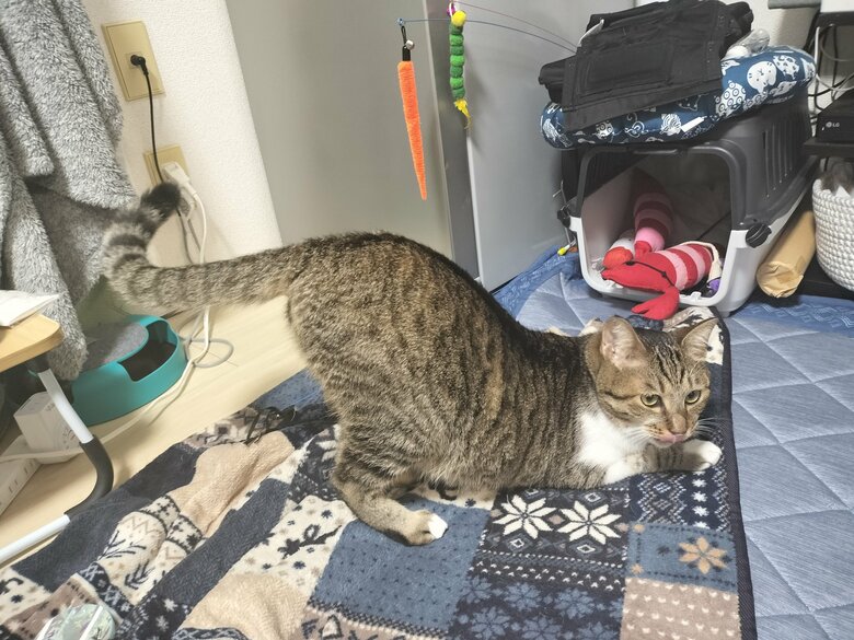 お尻トントン催促中（提供：猫のテトさん）