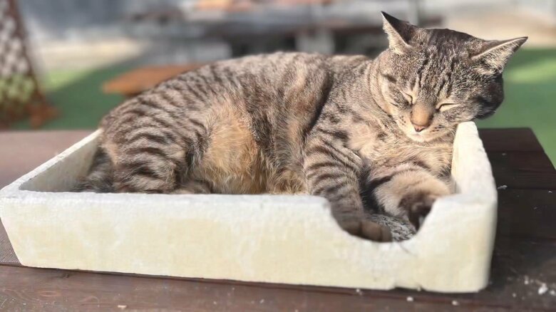 箱に収まってすやすや