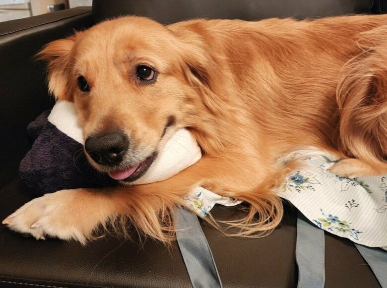 こっそり見つけたぬいぐるみを抱えて何も持ってないですの顔（提供：Charlotte@ゴールデンレトリバーさん）