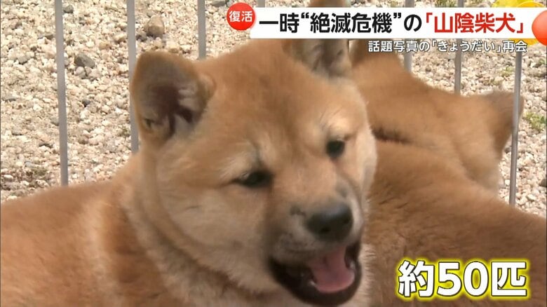 約50匹の「山陰柴犬」が参加した山陰柴犬の鑑賞会