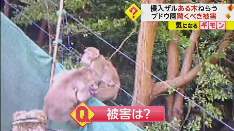 果樹園のブドウをくわえて現れたサル