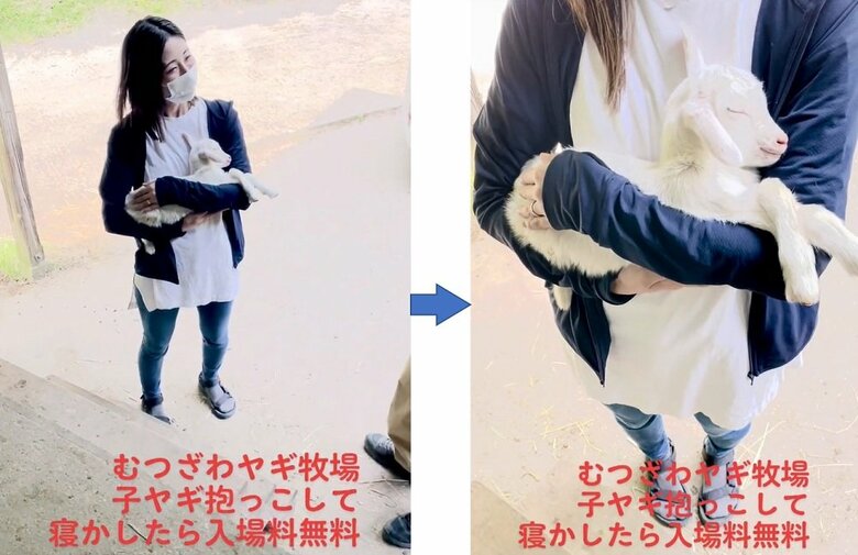 女性に抱っこされて寝ている子ヤギ（提供：むつざわヤギ牧場）