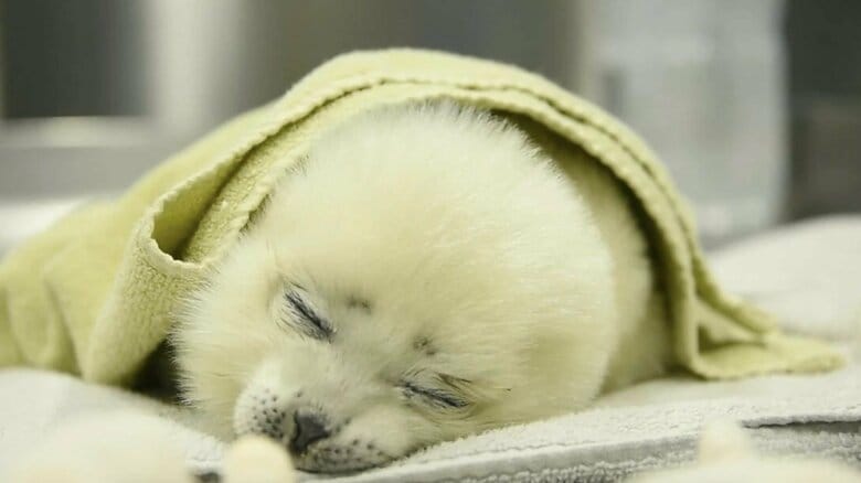 生後間もない頃（提供：海遊館）