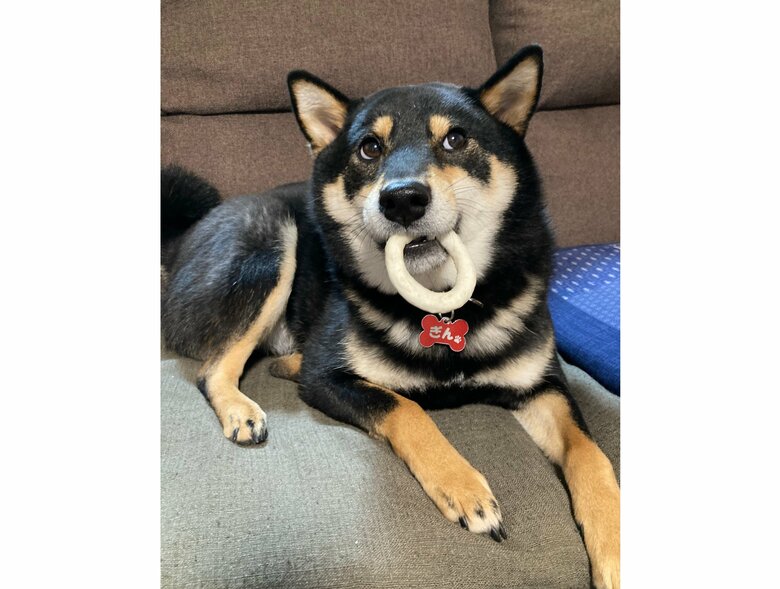 提供：黒柴ぎん@快杜号さん