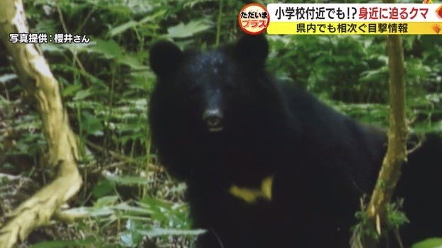 櫻井さんが遭遇したクマ