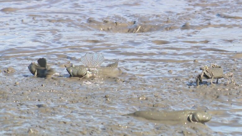 アピールもむなしく・・・