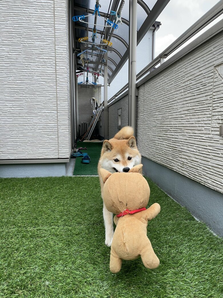 画像提供：柴犬ハナさん