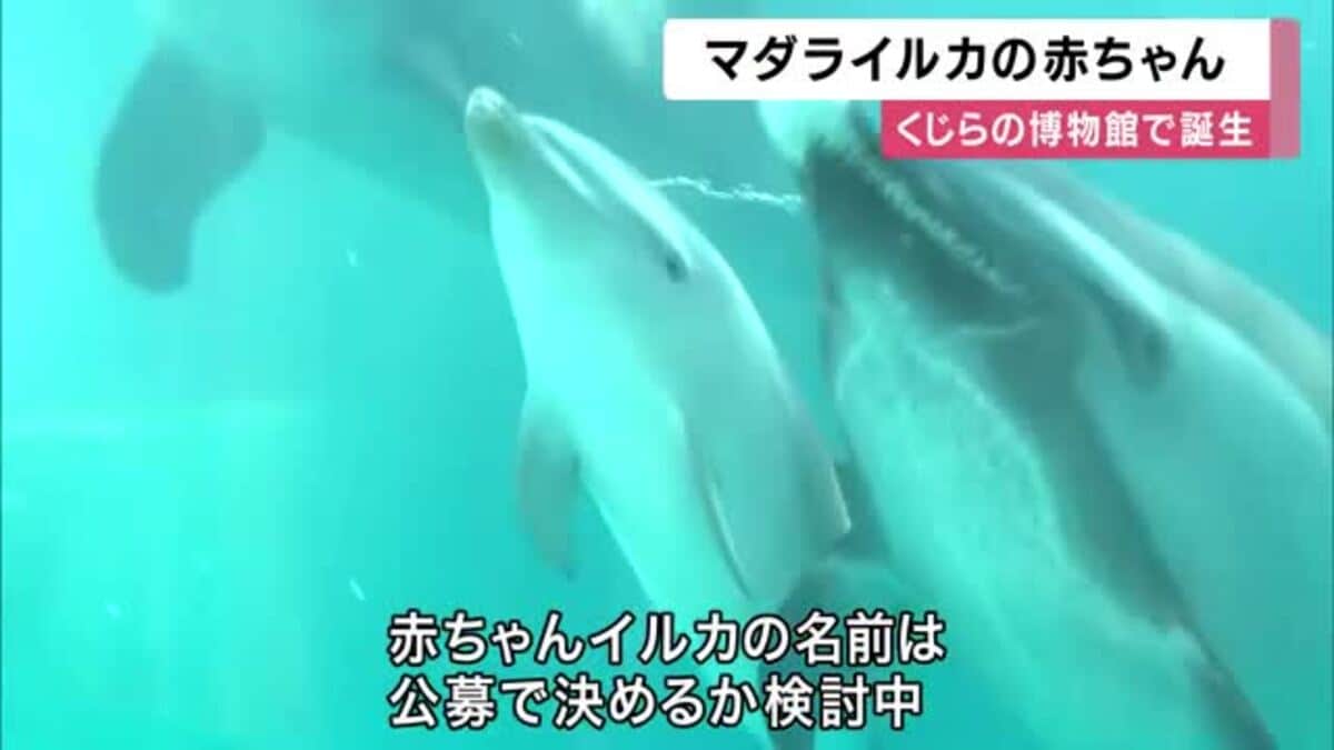 3年ぶり マダライルカの赤ちゃん誕生 体長約90センチ・推定8.8キロの