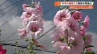 梅雨告げる「タチアオイ」の花　高知・江ノ口川沿いに咲き誇る　中には170センチ超えも