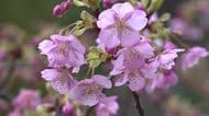 濃いピンクが境内に彩り　小浜の神社で河津桜が開花　12月に数輪が開花も…ここ数日の暖かさで一気に開花　福井