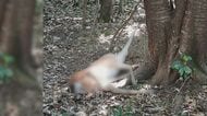 “頭”が落ちていて発覚…山中で違法にシカを“密猟”かベトナム国籍の男逮捕 販売目的で無許可で解体の疑いも