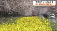 大潟村の桜・菜の花ロード、間もなく満開　青空に映える淡いピンクと鮮やかな黄色のコントラスト　秋田
