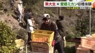 異色のコラボ！松山市の離島で東大生が収穫体験　「東大みかん愛好会」が貴重な経験味わう【愛媛】