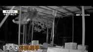 “ハニーハント”で見せたクマの驚異的な身体能力　幼稚園や温泉地でも出没相次ぐ　東京・檜原村では登山者10m滑落