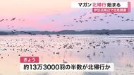 伊豆沼でマガン「北帰行」本格化　Ｖ字編隊で繁殖地のロシアへ　２月末ごろまで〈宮城〉
