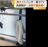 カラスがベランダからハンガー“持ち去る”　器用に洗濯物を外す様子も　巣作りシーズン各地で撤去作業も