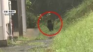 捕獲劇から一夜、住宅街の同じ場所にクマ　親探す子グマか　冬眠に備えて活発になる秋　遭遇に注意